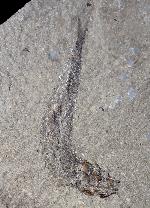 Leptolepis bronni AGASSIZ 1833 - Bild © FossNet FossilienStore